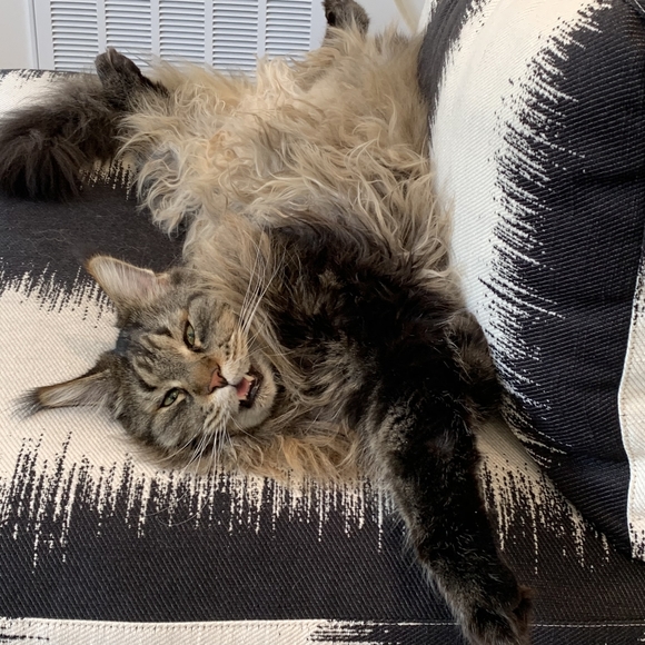 Hi! I'm Wolfie. What's your name? - Picture 5 of 17